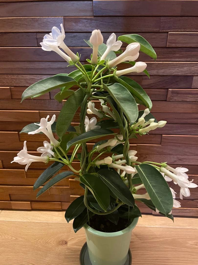 【花苗】マダガスカルジャスミン ② ４号鉢ごと メルカリ便発送　母の日に❤︎