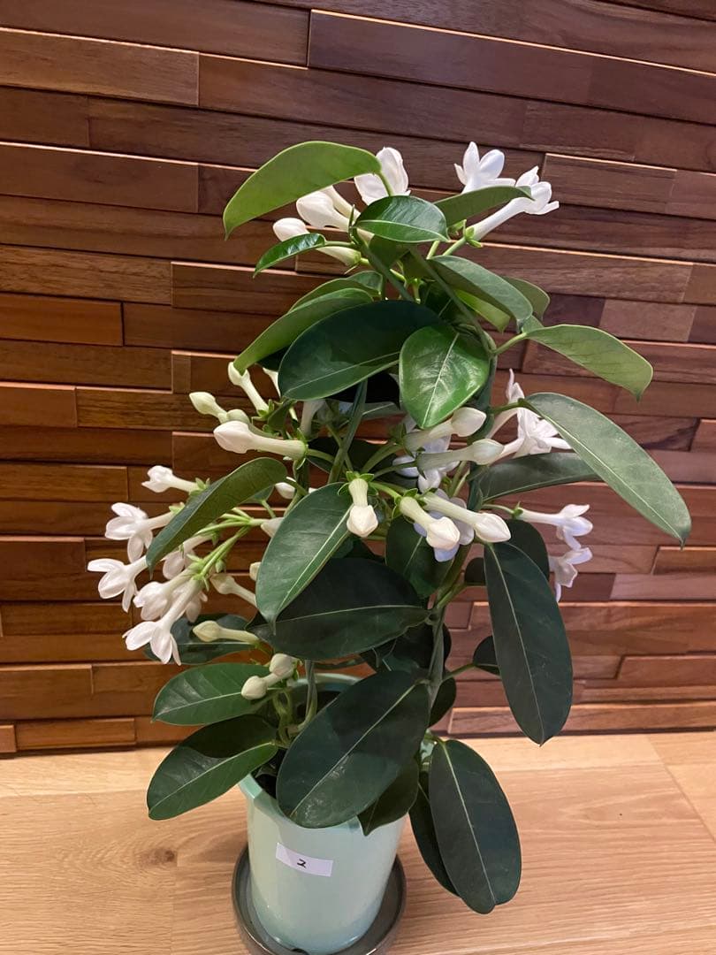 【花苗】マダガスカルジャスミン ② ４号鉢ごと メルカリ便発送　母の日に❤︎