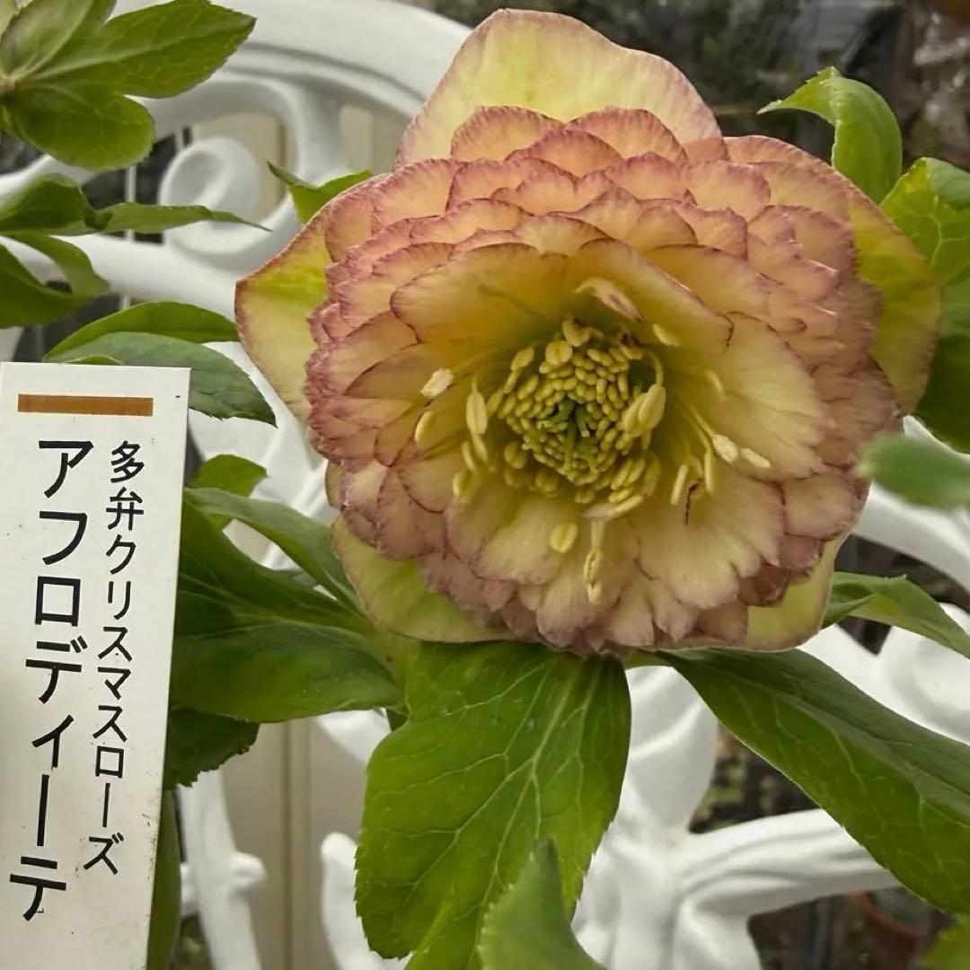 認定アフロディーテ　加藤農園様　充実株✨クリスマスローズ苗