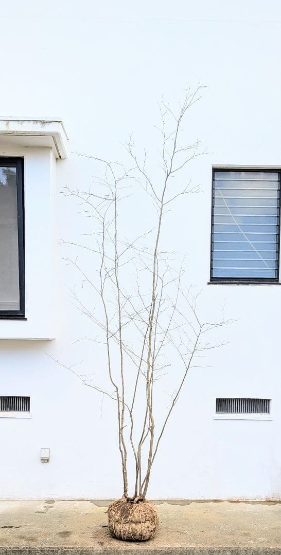 特大！特上。山採りアオハダ。