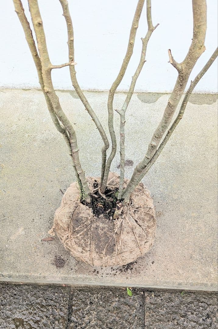 特大！特上。山採りアオハダ。