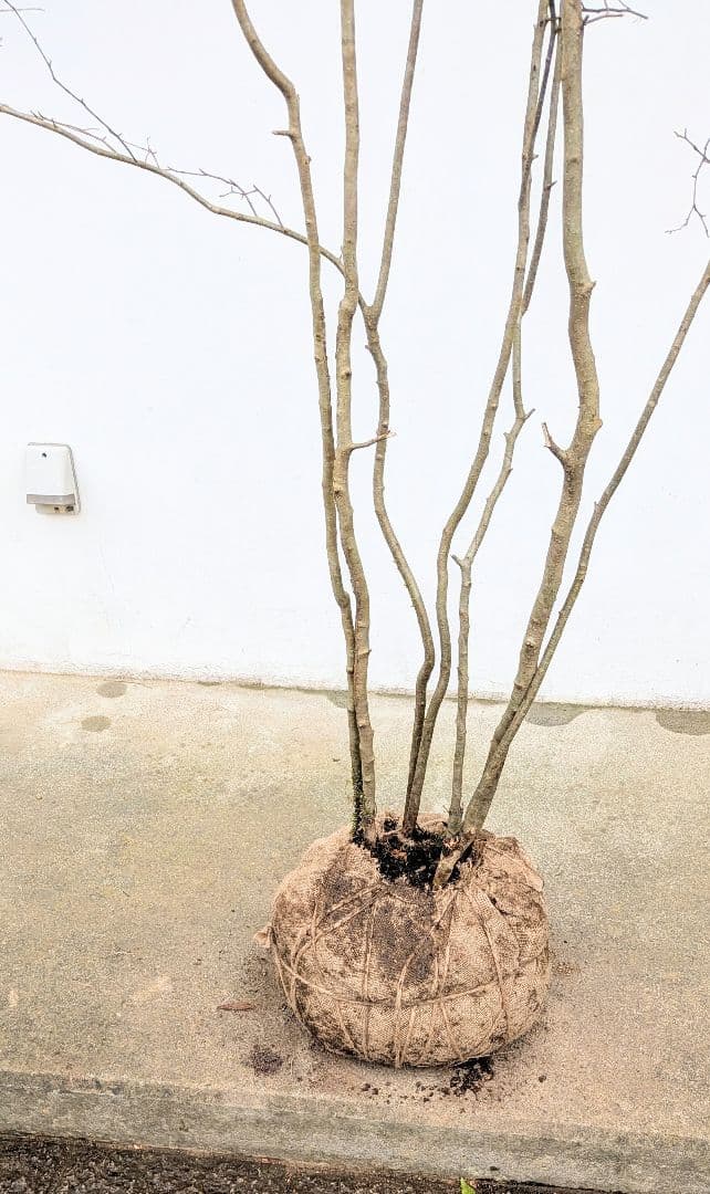 特大！特上。山採りアオハダ。