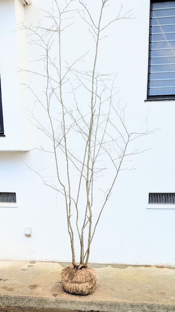 特大！特上。山採りアオハダ。