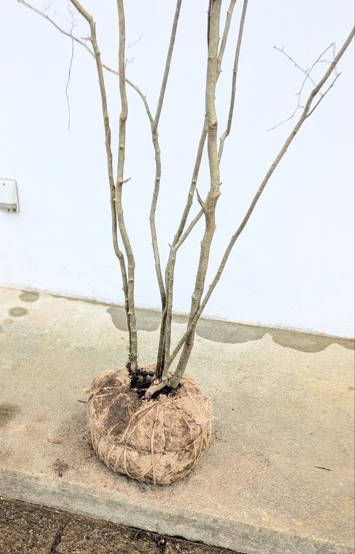 特大！特上。山採りアオハダ。