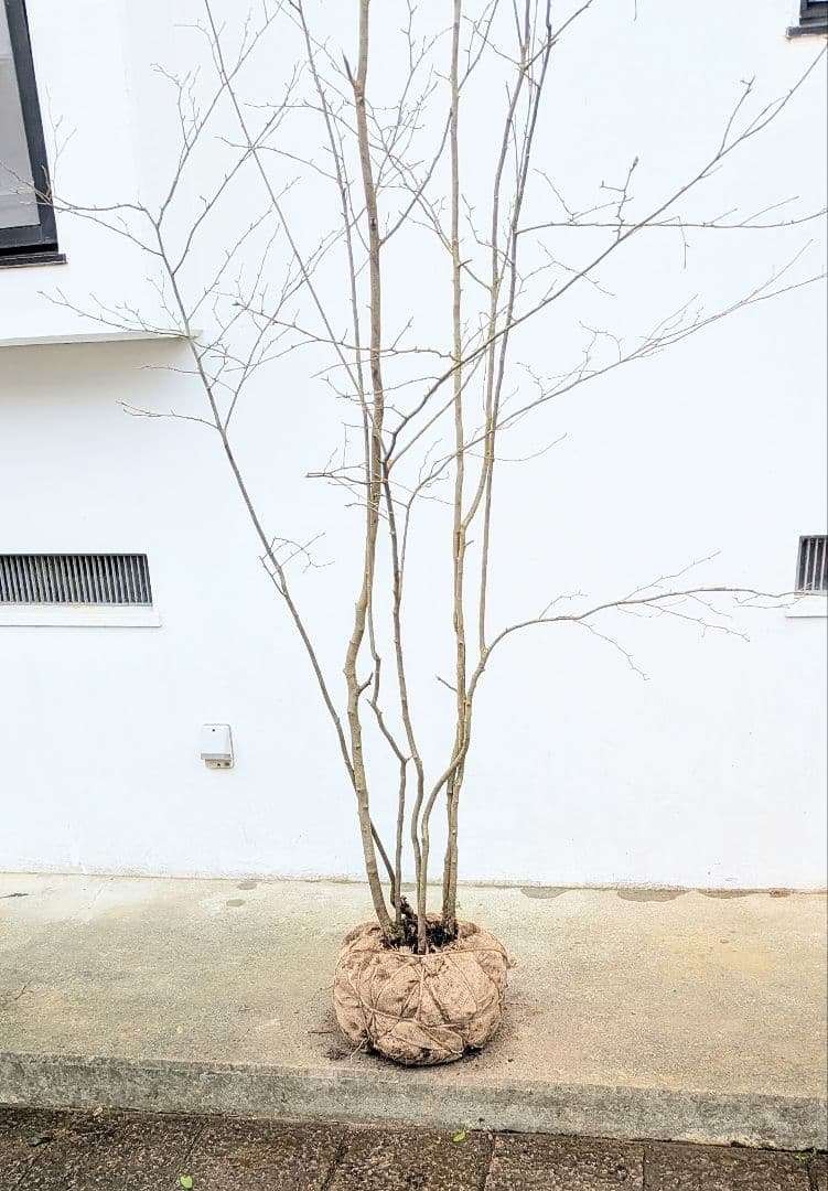 特大！特上。山採りアオハダ。