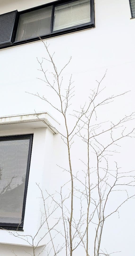 特大！特上。山採りアオハダ。