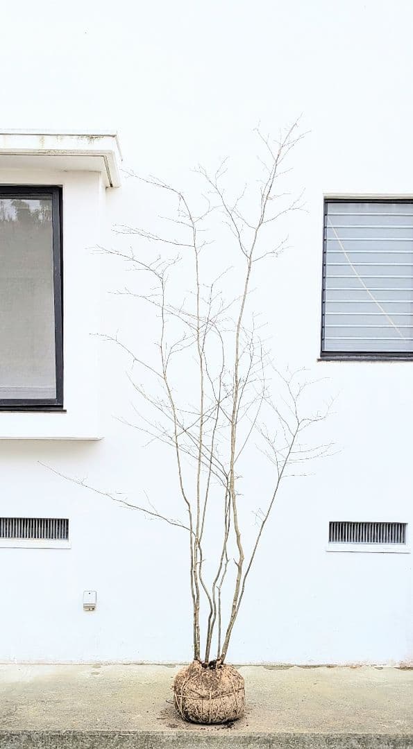 特大！特上。山採りアオハダ。