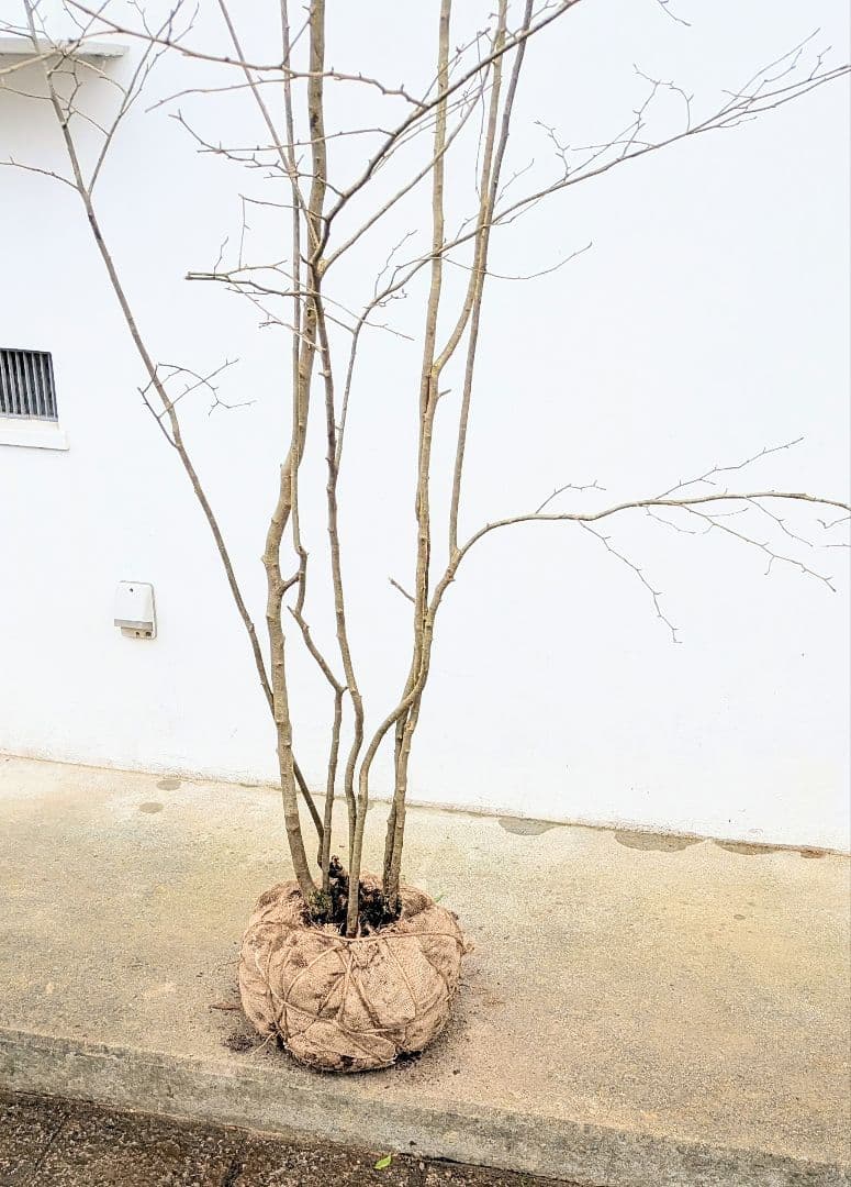 特大！特上。山採りアオハダ。