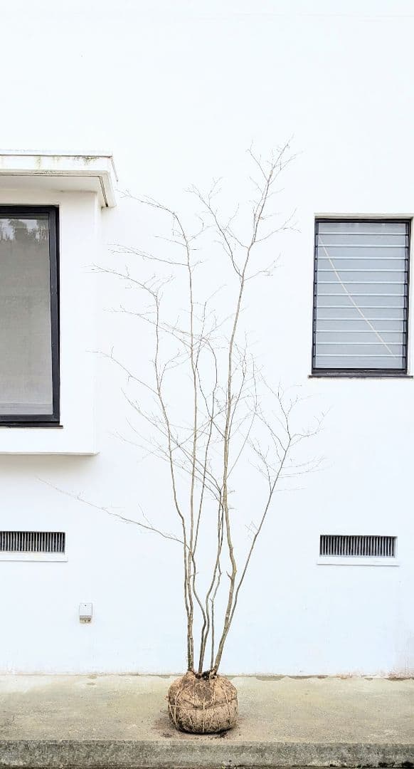 特大！特上。山採りアオハダ。