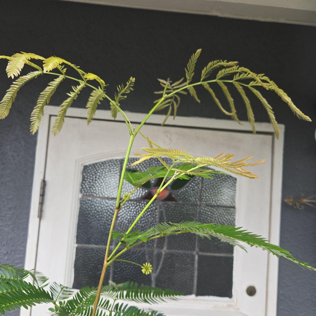 ④　エバーフレッシュ曲がり仕立て　10号　特大苗木最高等級極上品‼️