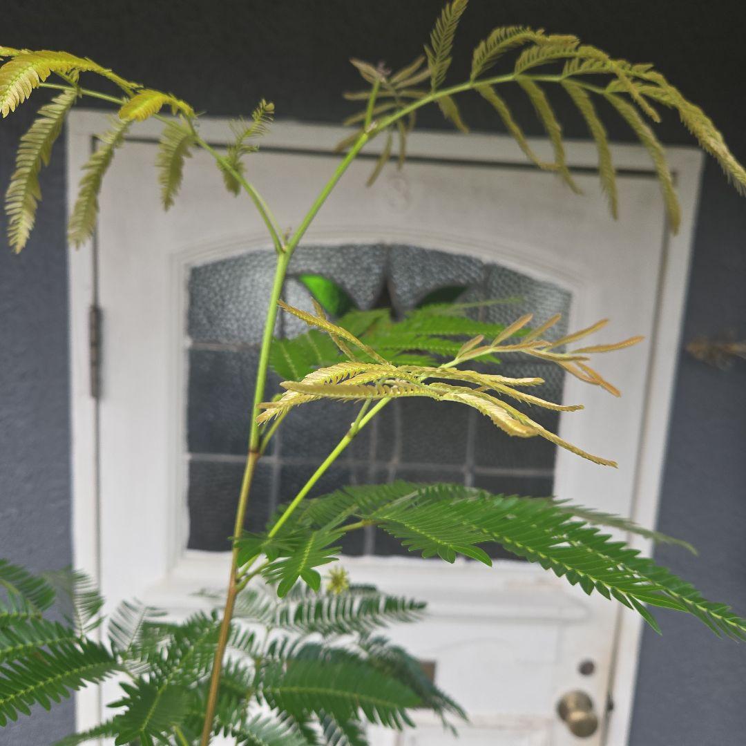 ④　エバーフレッシュ曲がり仕立て　10号　特大苗木最高等級極上品‼️