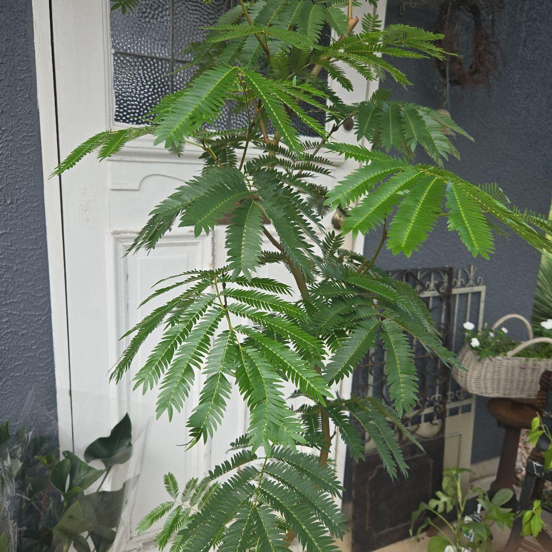 ④　エバーフレッシュ曲がり仕立て　10号　特大苗木最高等級極上品‼️