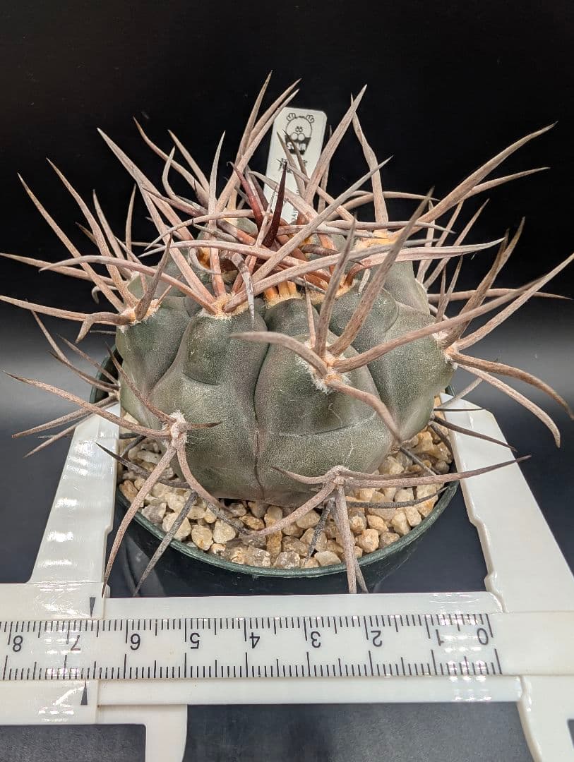 守金魔天竜 実生 鉢植えメルカリ便送料込み