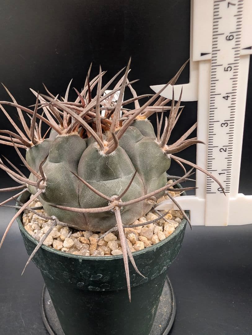 守金魔天竜 実生 鉢植えメルカリ便送料込み