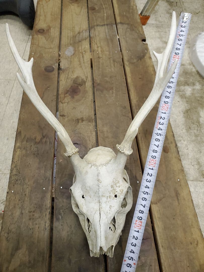 鹿の角　ニホンジカ　鹿の頭蓋骨つき角