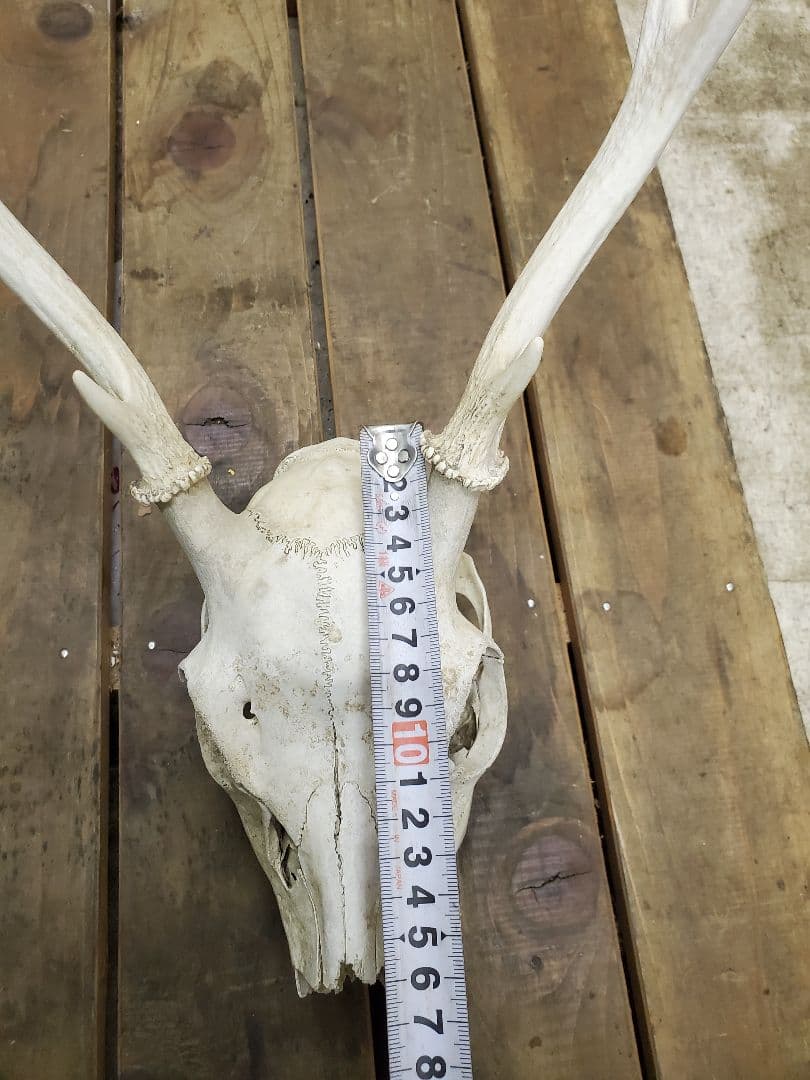 鹿の角　ニホンジカ　鹿の頭蓋骨つき角