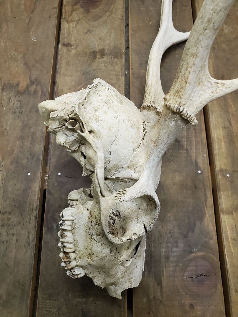 鹿の角　ニホンジカ　鹿の頭蓋骨つき角