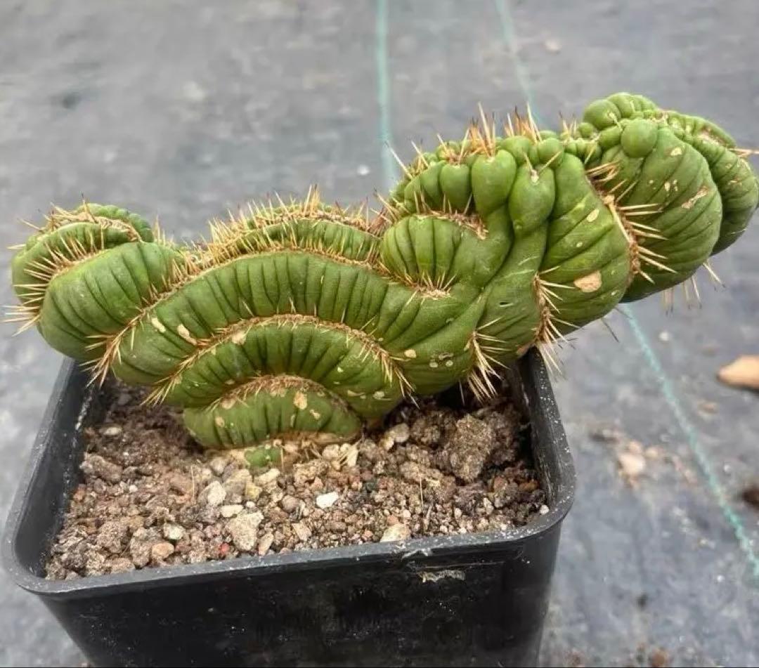 No.1【一点物】人気サボテン ユーリキニア カスタネア スピラリス 綴化