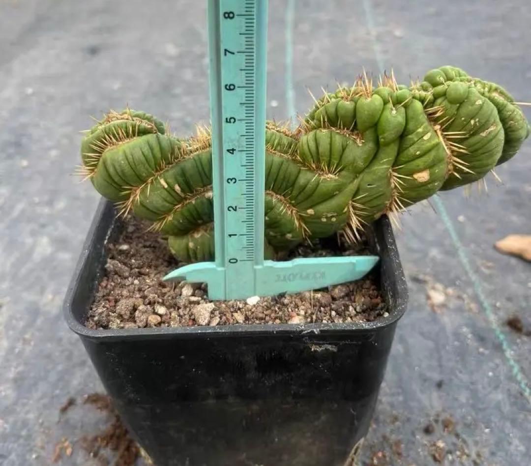 No.1【一点物】人気サボテン ユーリキニア カスタネア スピラリス 綴化