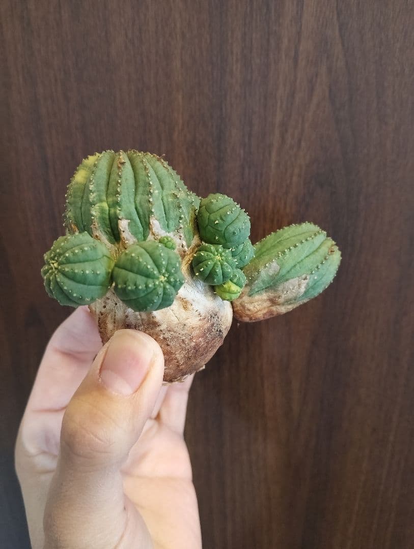 希少 ユーフォルビア オベサ 斑入り