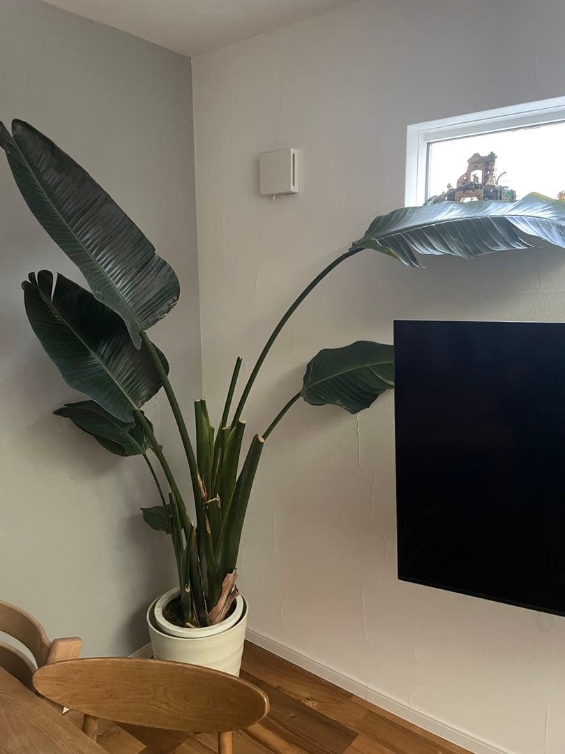 オーガスタ　植物　特大