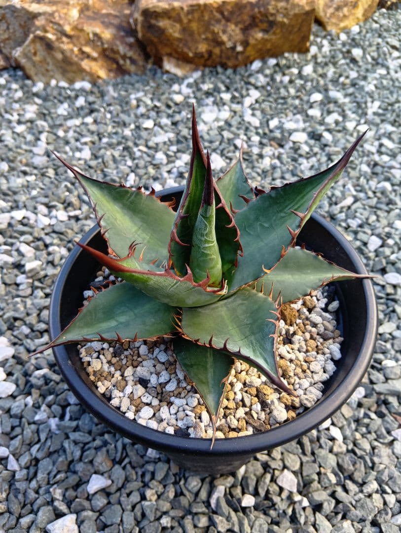 アガベ　パラサナ×キシロナカンサ