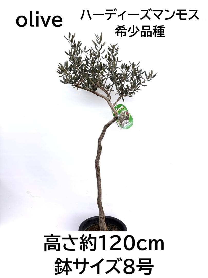 オリーブの木　ハーディーズマンモス　8号　約120cm　K-326　希少　現品