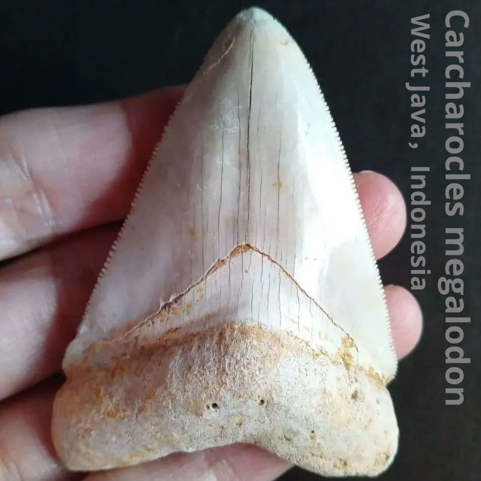 サメの歯　オトドゥス　特大 68mm　美麗標本