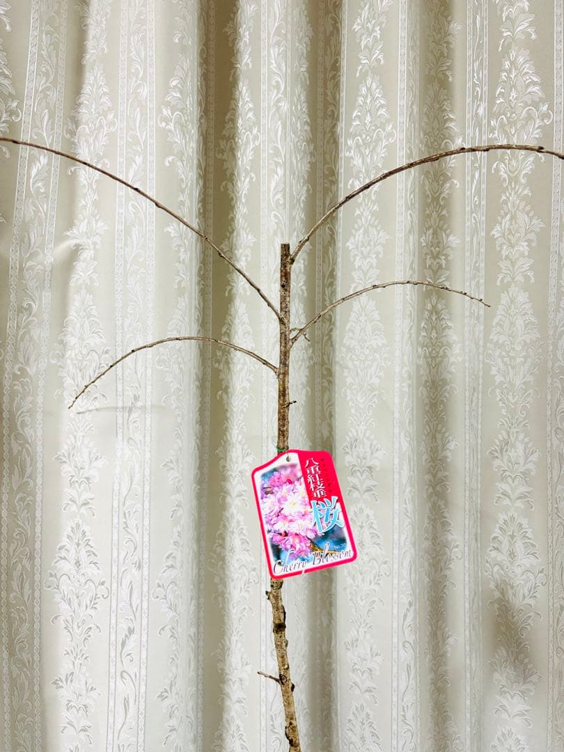 八重紅しだれ桜　八重咲き　苗木　4号ロングポット