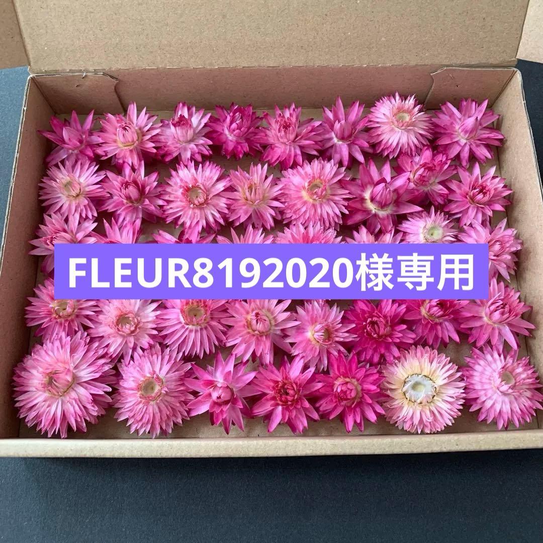 58・ヘリクリサムドライフラワー　モハーブ　花材　リース　ハーバリウム