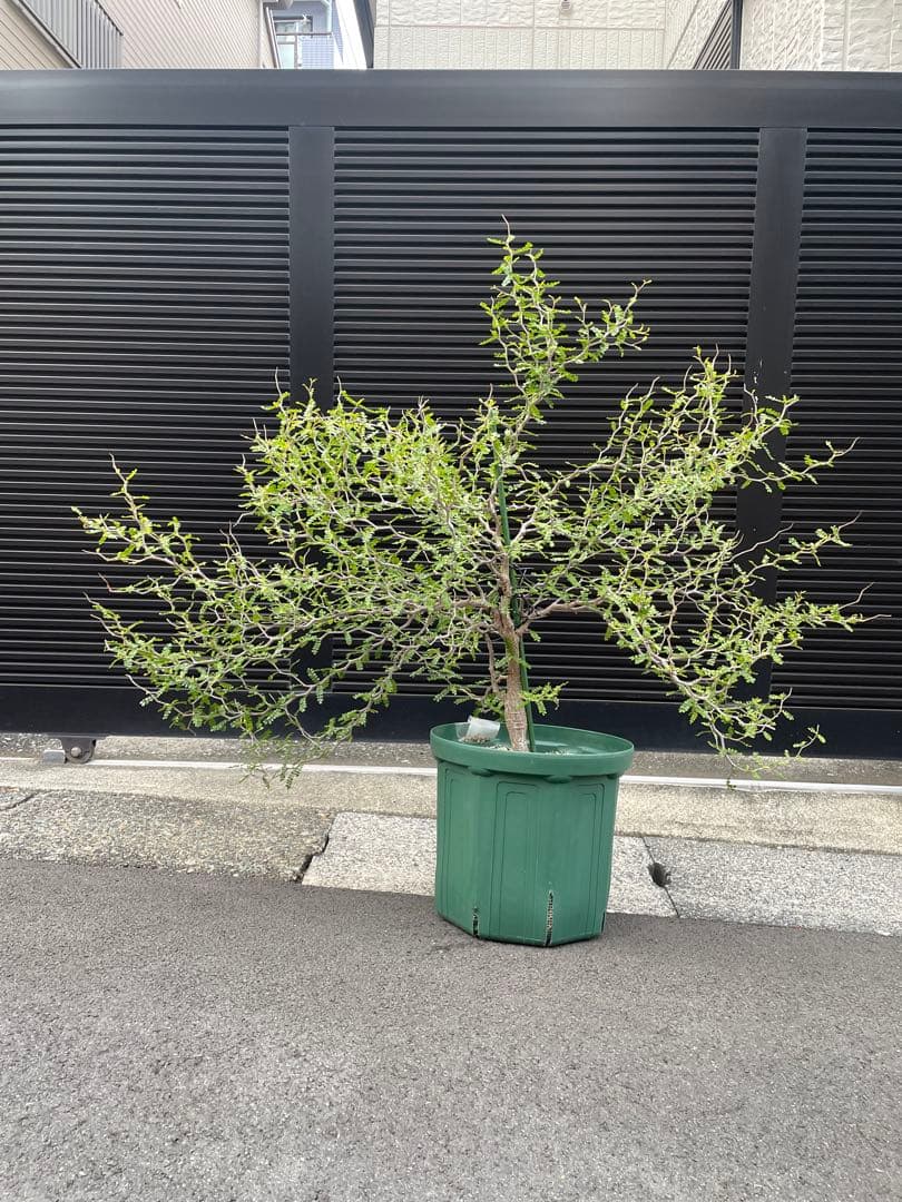 【8年目】オペルクリカリア パキプス メス