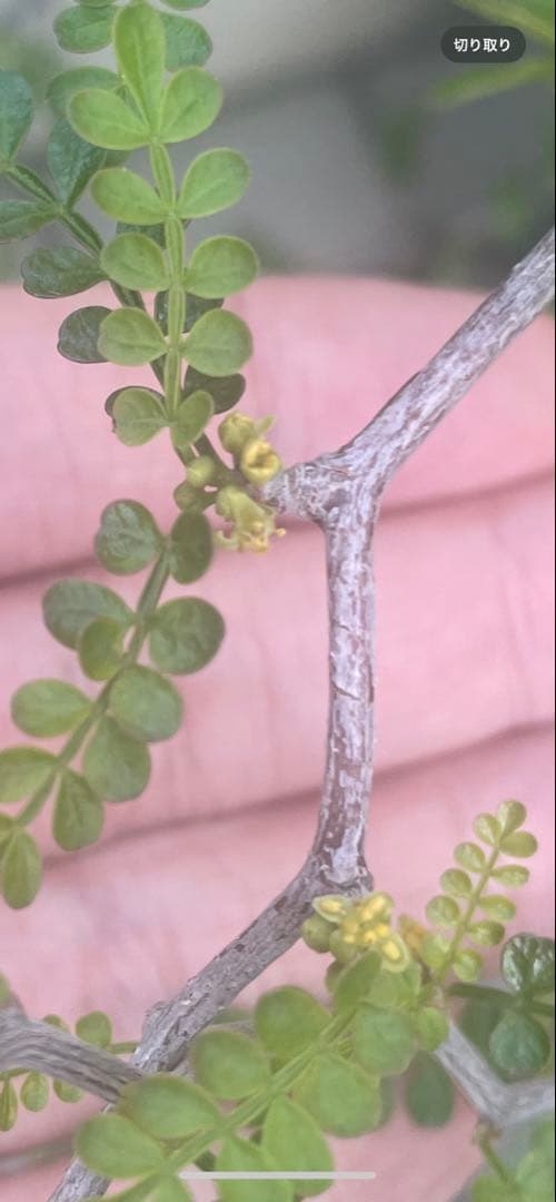 【8年目】オペルクリカリア パキプス メス