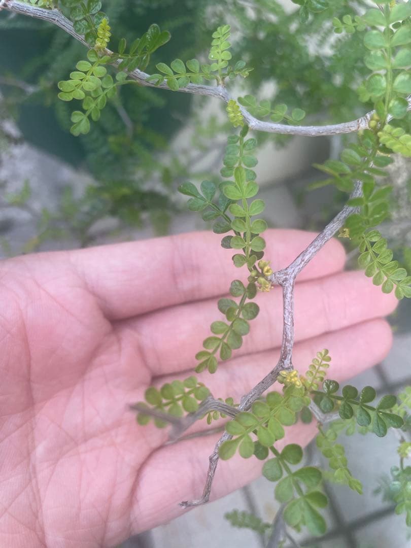 【8年目】オペルクリカリア パキプス メス