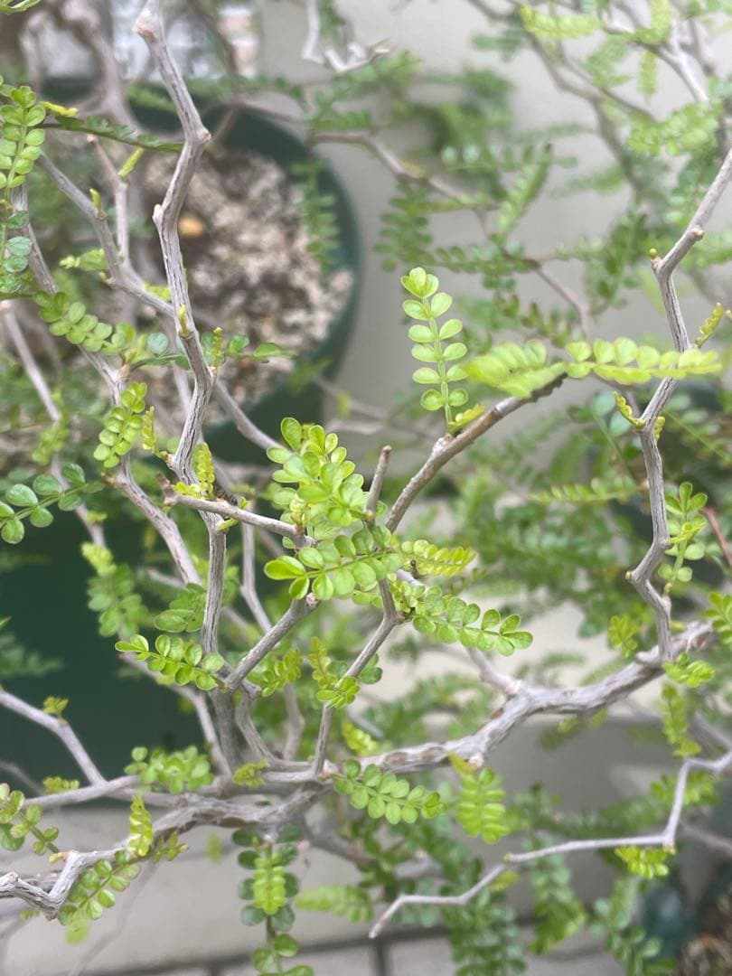 【8年目】オペルクリカリア パキプス メス