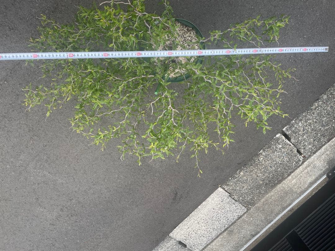 【8年目】オペルクリカリア パキプス メス