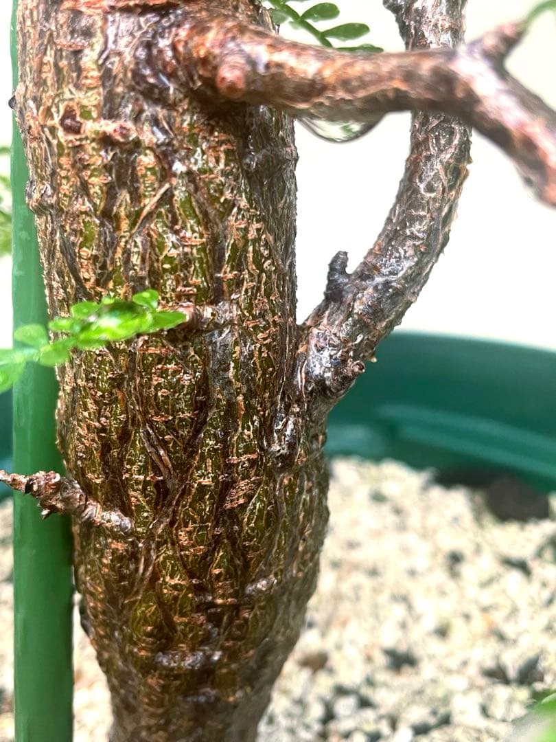 【8年目】オペルクリカリア パキプス メス