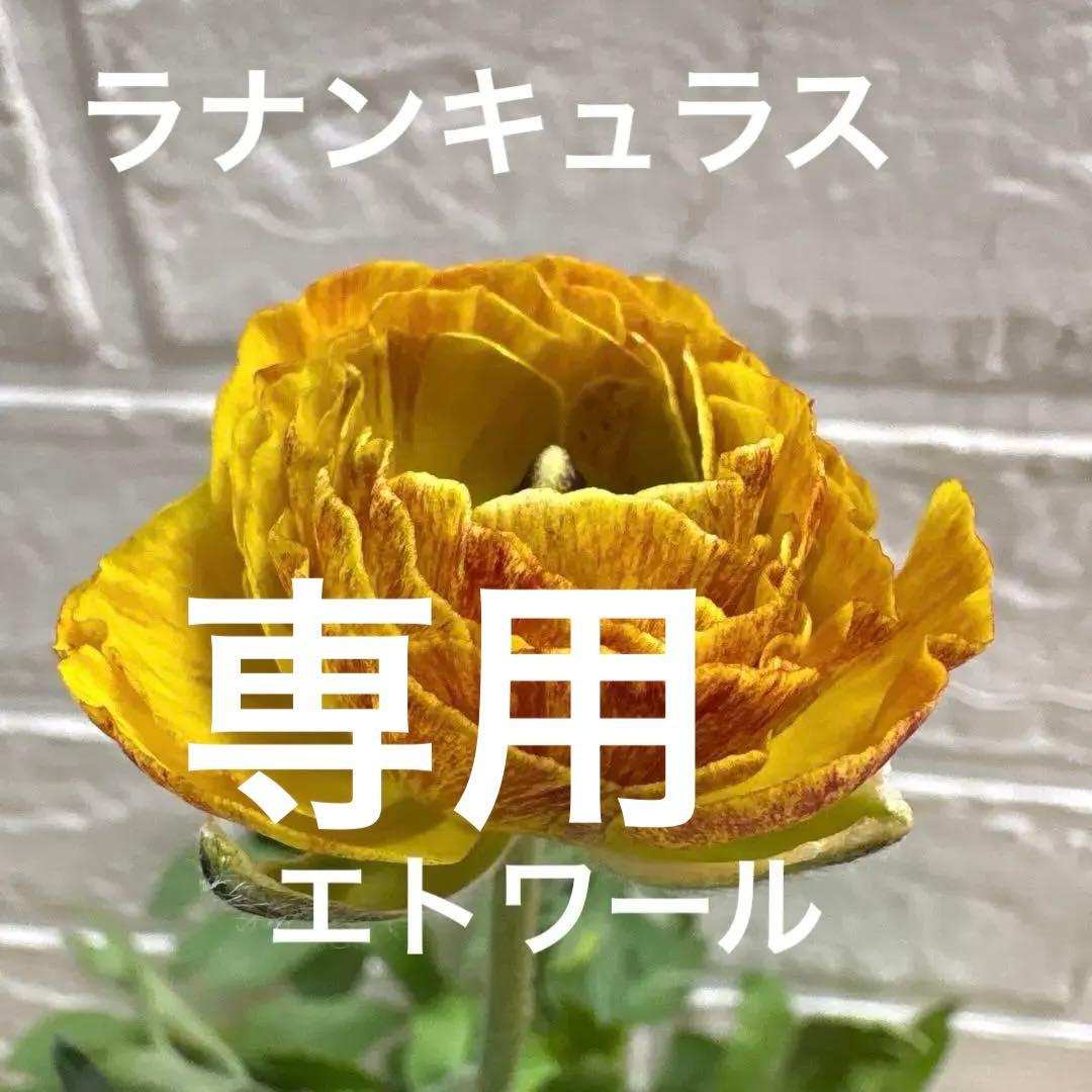 【現品】Eレア♡ラナンキュラス♡エトワール♡花苗うえた♡3.5号♡メルカリ便