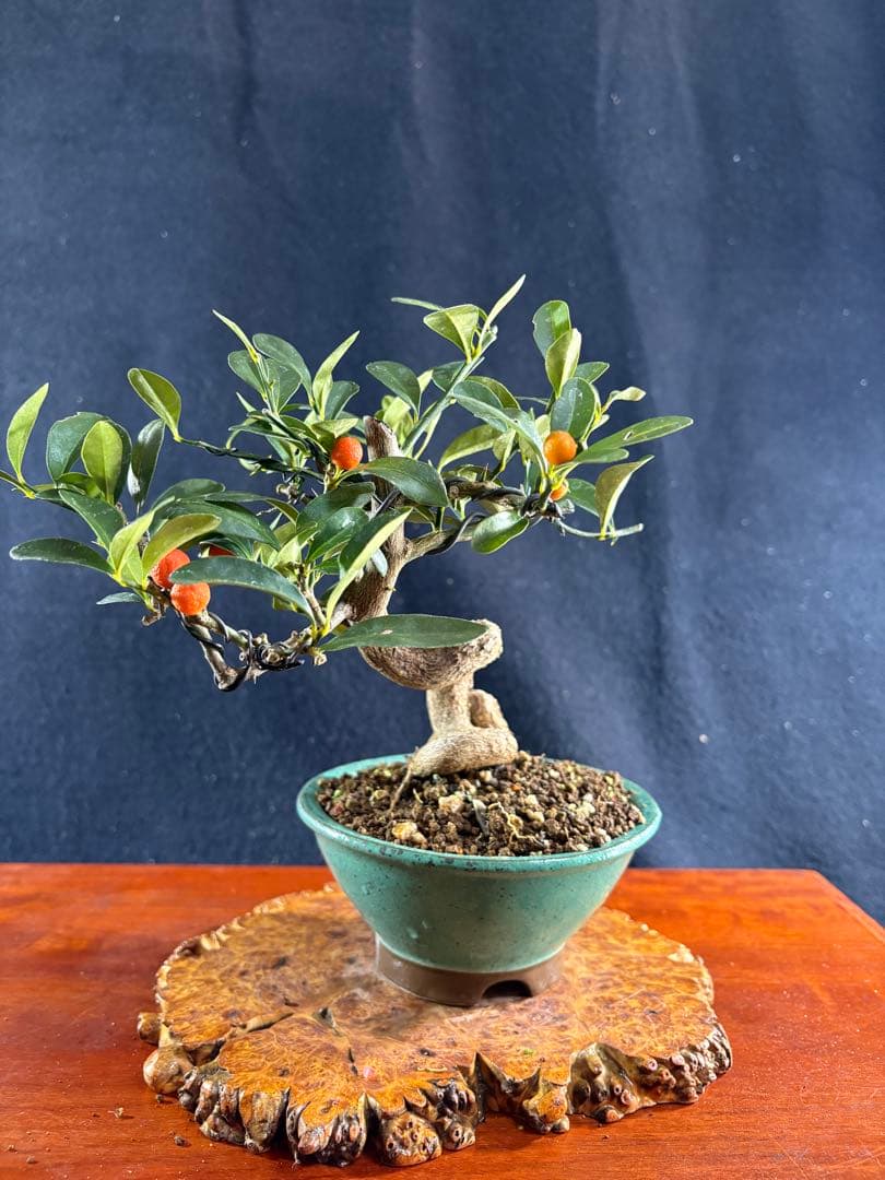 小品盆栽、金子(キンズ) 根上り、半懸崖作り 実付き、やや傷汚れあり　ユタ