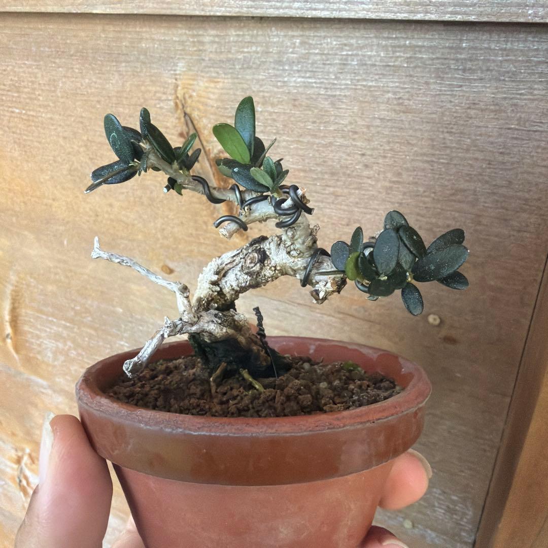 姫オリーブ小品盆栽