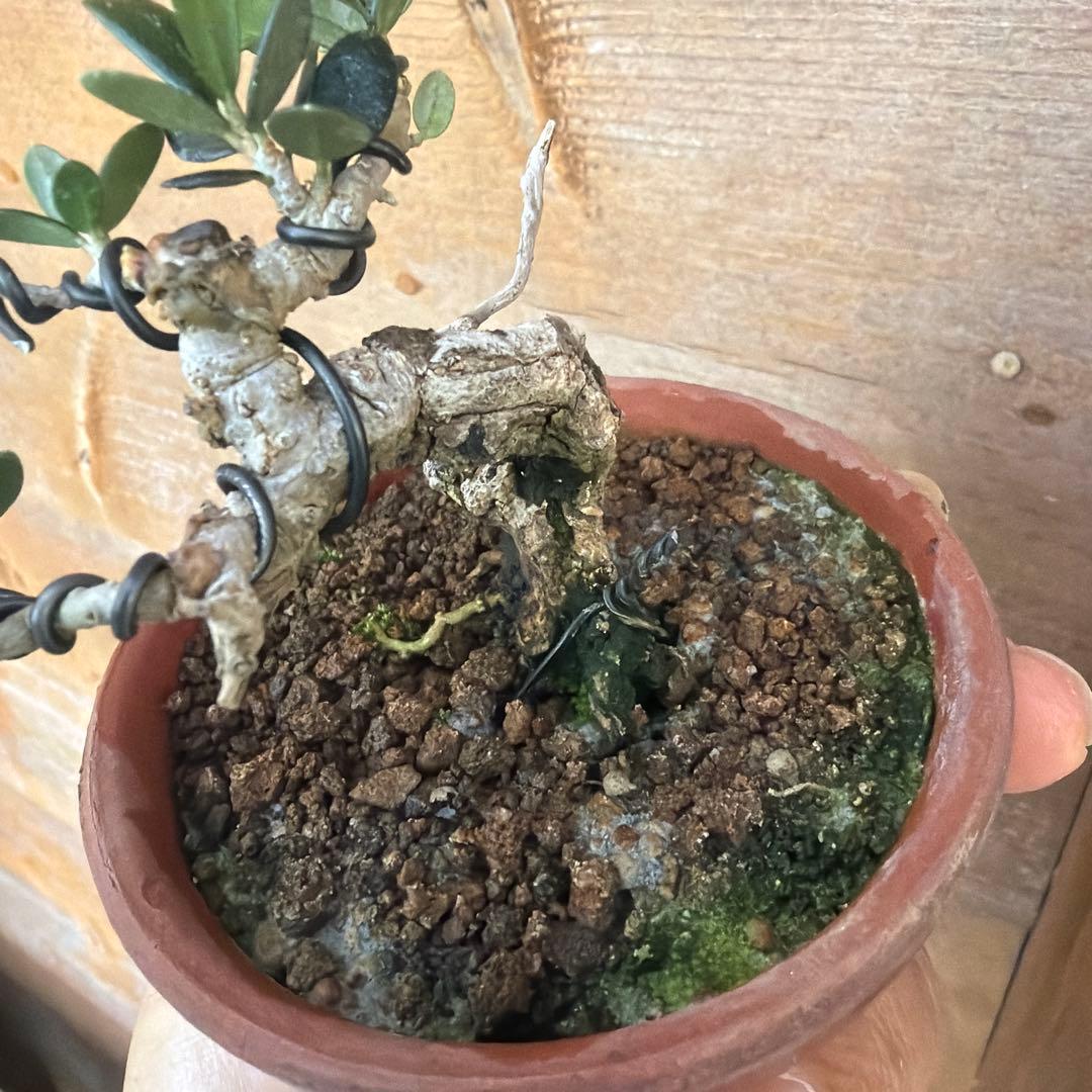 姫オリーブ小品盆栽