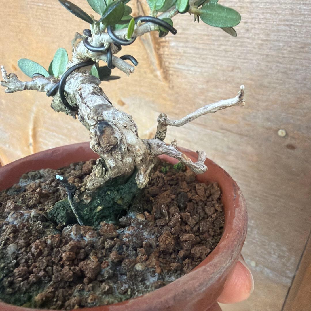 姫オリーブ小品盆栽