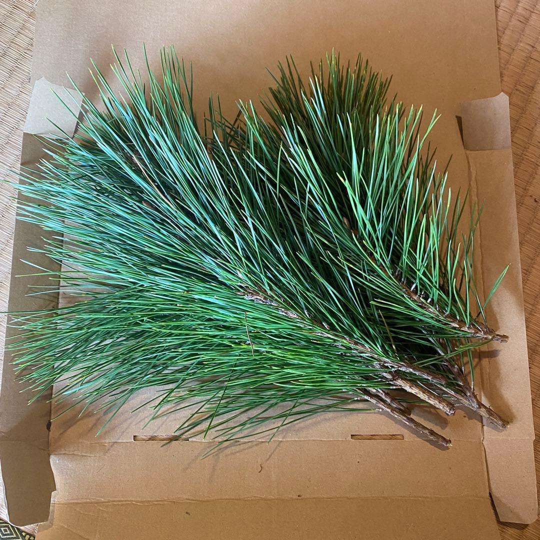 松　みかん箱3箱ぱんぱんに詰めます　30cm前後目安