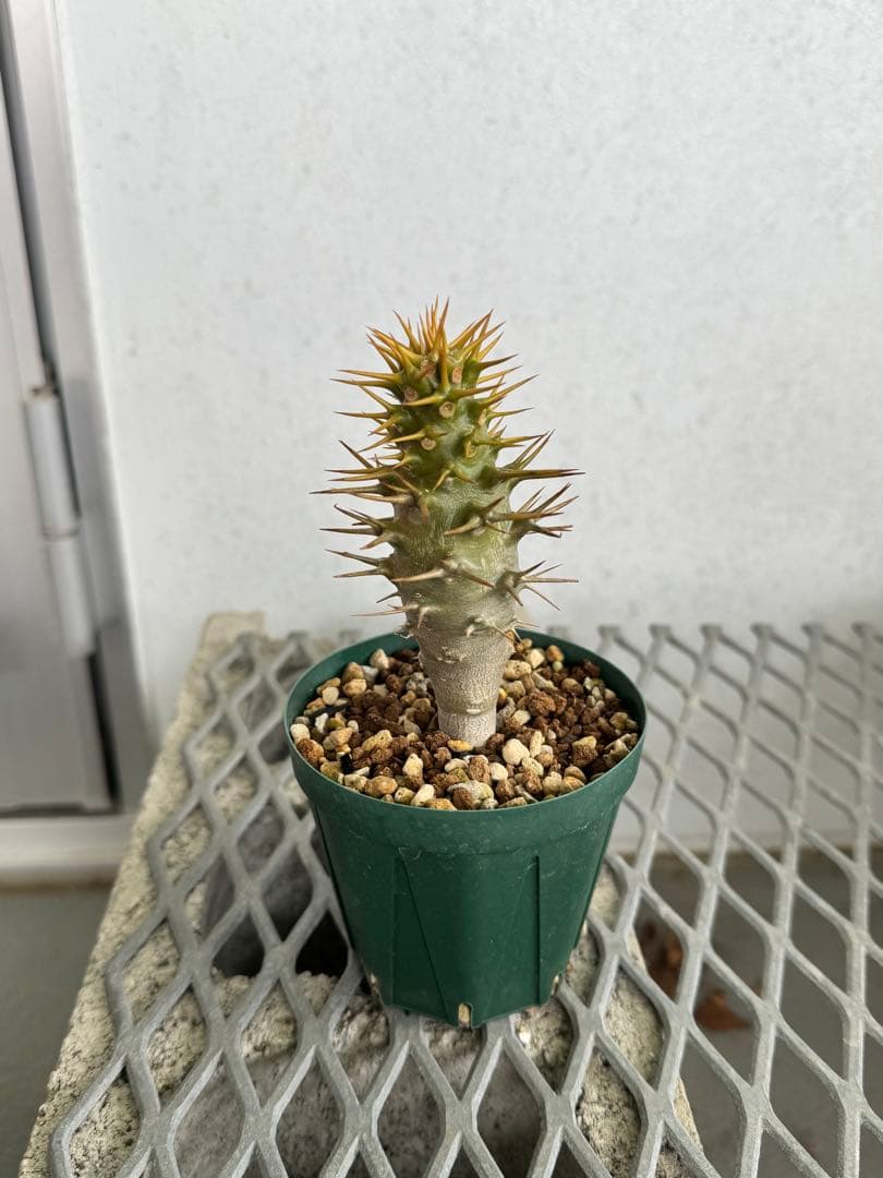 国内実生株 パキポディウム アンボンゲンセ ①