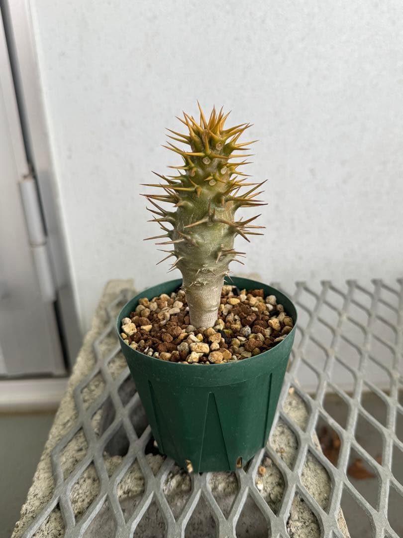 国内実生株 パキポディウム アンボンゲンセ ①