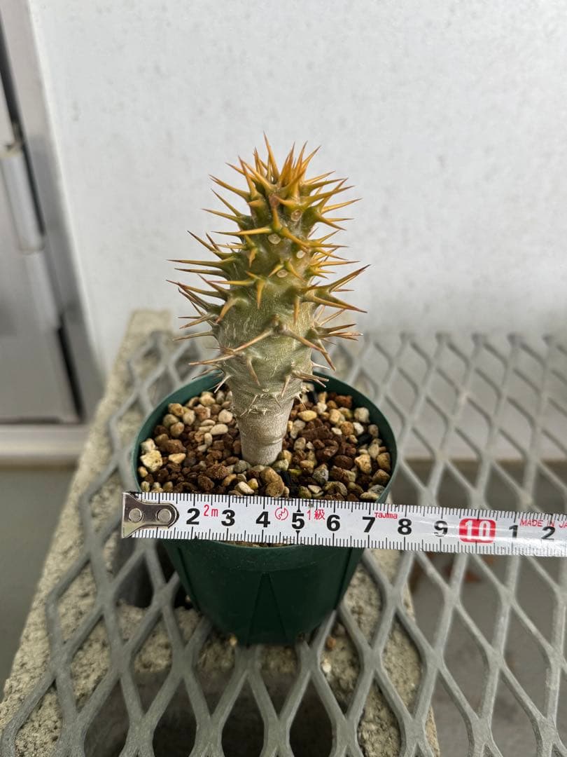 国内実生株 パキポディウム アンボンゲンセ ①