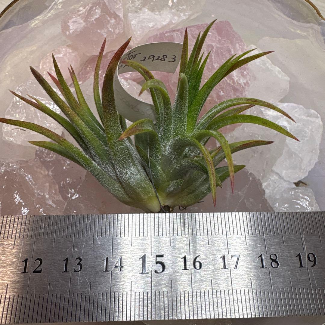ブロメリア・エアープランツ Tillandsia Ionantha Pachara Predetor