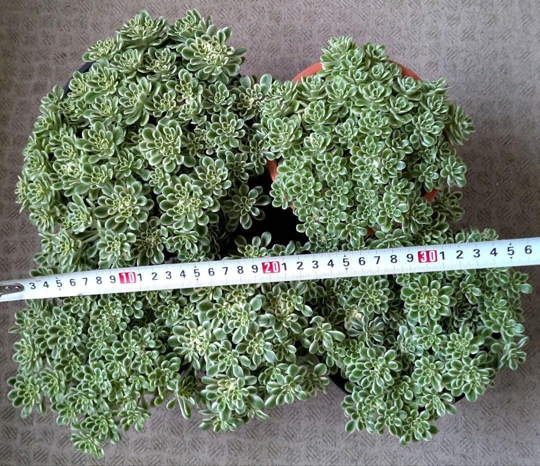 斑入り葉セダム　鉢のまま発送　セダム　多肉植物　浜万年草錦