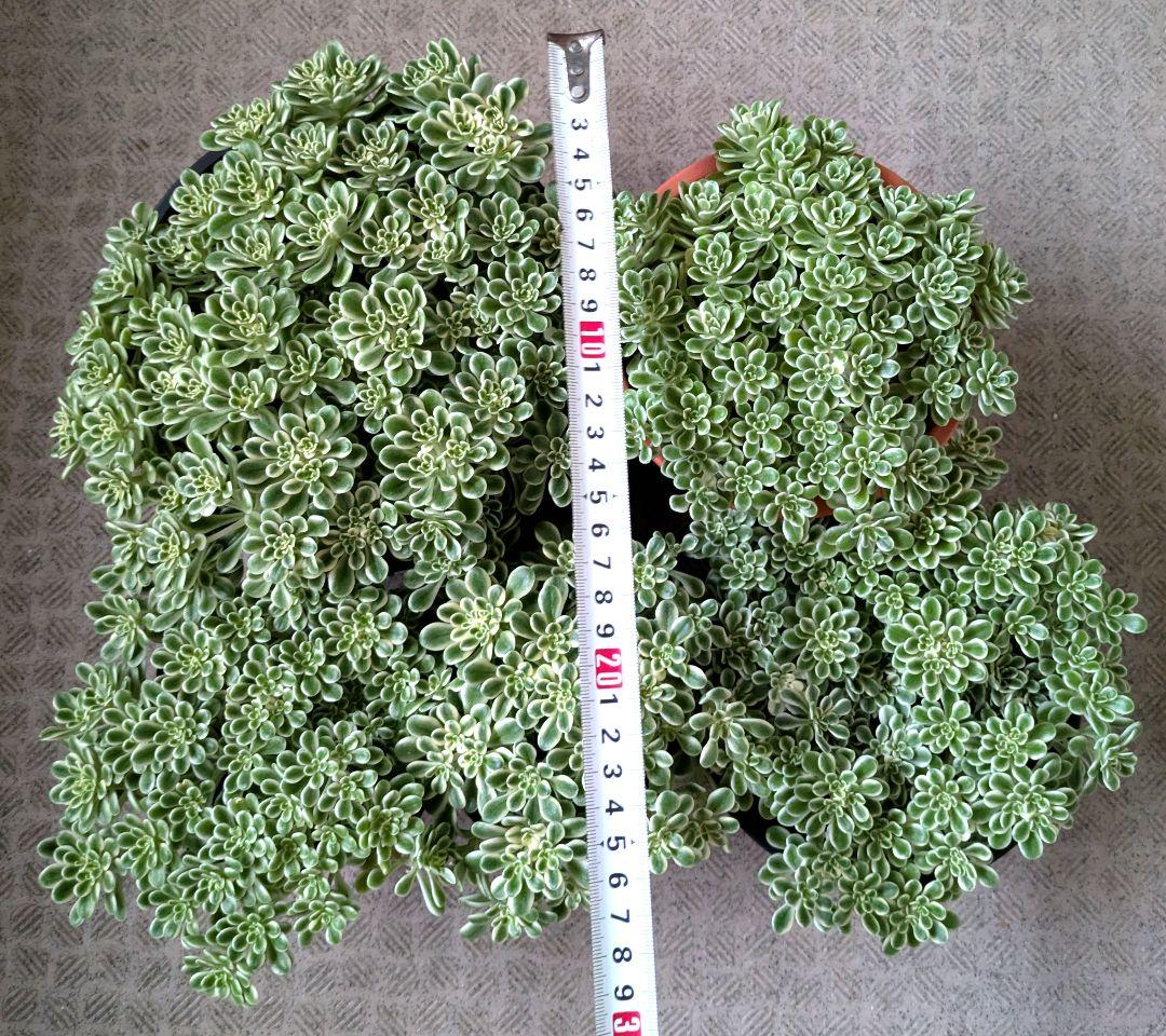 斑入り葉セダム　鉢のまま発送　セダム　多肉植物　浜万年草錦