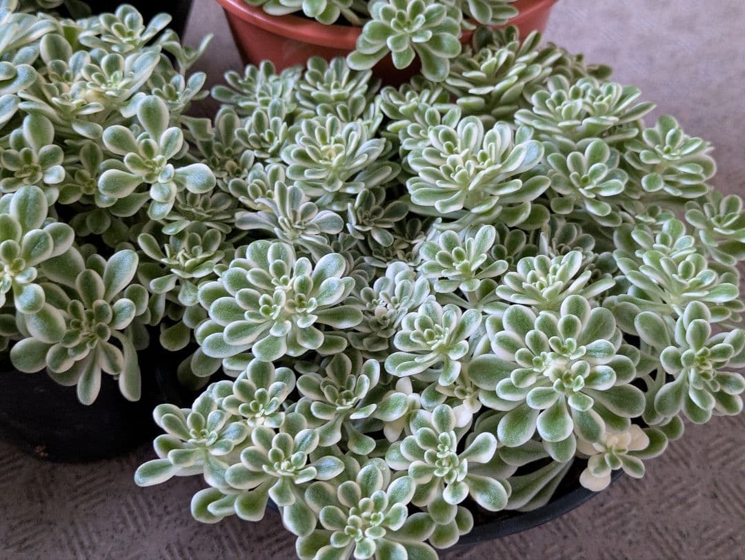 斑入り葉セダム　鉢のまま発送　セダム　多肉植物　浜万年草錦