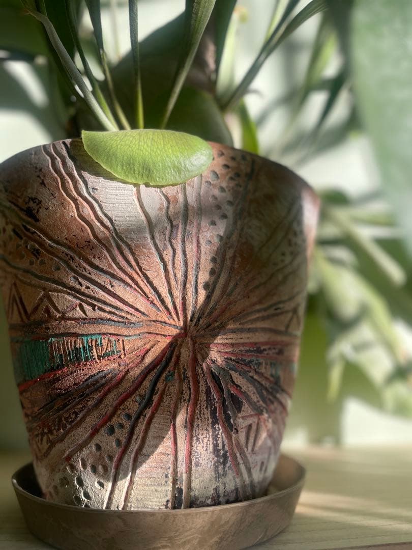 【特大】ビカクシダ、コウモリラン・親株